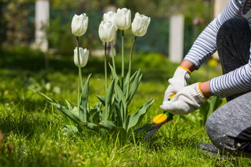 Professional gardener trimming hedges