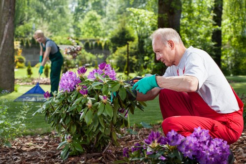 A man with light skin, grey hair, wearing a white shirt, red trousers, and teal gardening gloves is trimming a large, leafy shrub with purple flowers in a well-maintained backyard garden. The garden features a neatly trimmed lawn in the foreground, bordered by dark soil planting beds containing flowering plants. In the background, another person with light skin and grey hair, dressed in a blue shirt and green apron, is raking leaves or debris on the grass, near a garden shed or greenhouse structure with a blue roof. The garden is surrounded by tall, mature trees and lush green foliage, providing a natural and tranquil outdoor environment. The scene appears to be taken on a sunny day, with natural light illuminating the garden, which is part of a landscaped outdoor space that could benefit from professional hedge trimming and gardening services from Hedge Trimming Feltham, supporting well-maintained gardens in the Feltham area near TW postcodes.